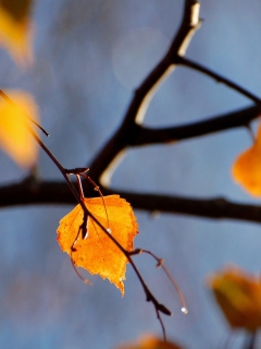 Обои Yellow Leaves 240x320