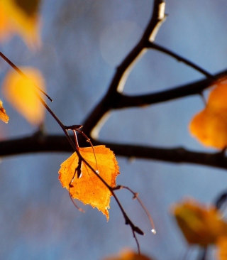 Yellow Leaves - Obrázkek zdarma pro iPhone 5S