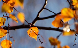Yellow Leaves - Obrázkek zdarma pro HTC Wildfire