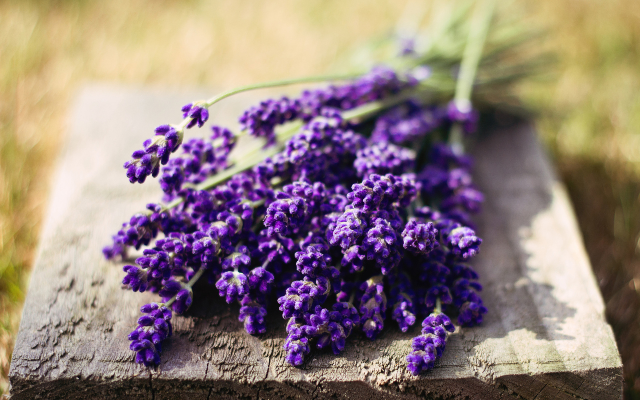 Das Lovely Lavender Bouquet Wallpaper 1280x800