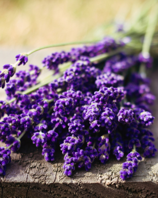 Lovely Lavender Bouquet sfondi gratuiti per iPhone 5S