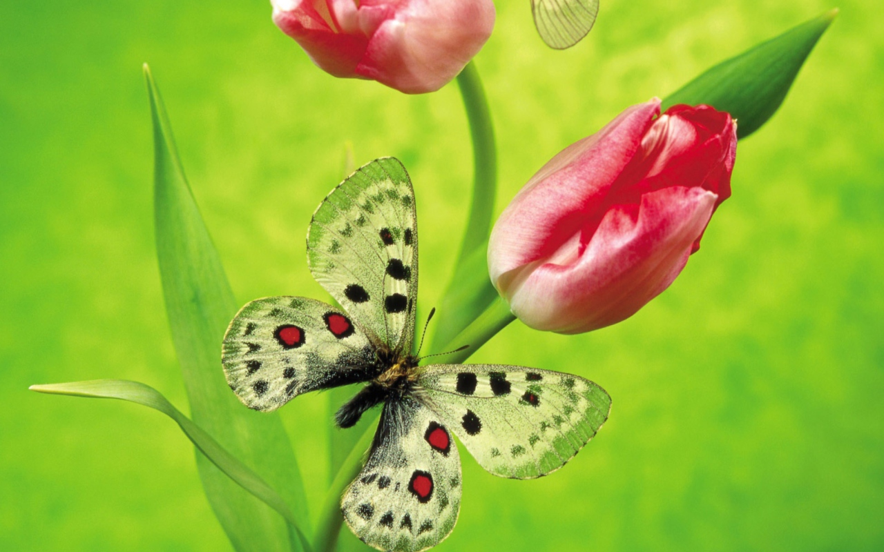 Butterfly On Red Tulip wallpaper 1280x800