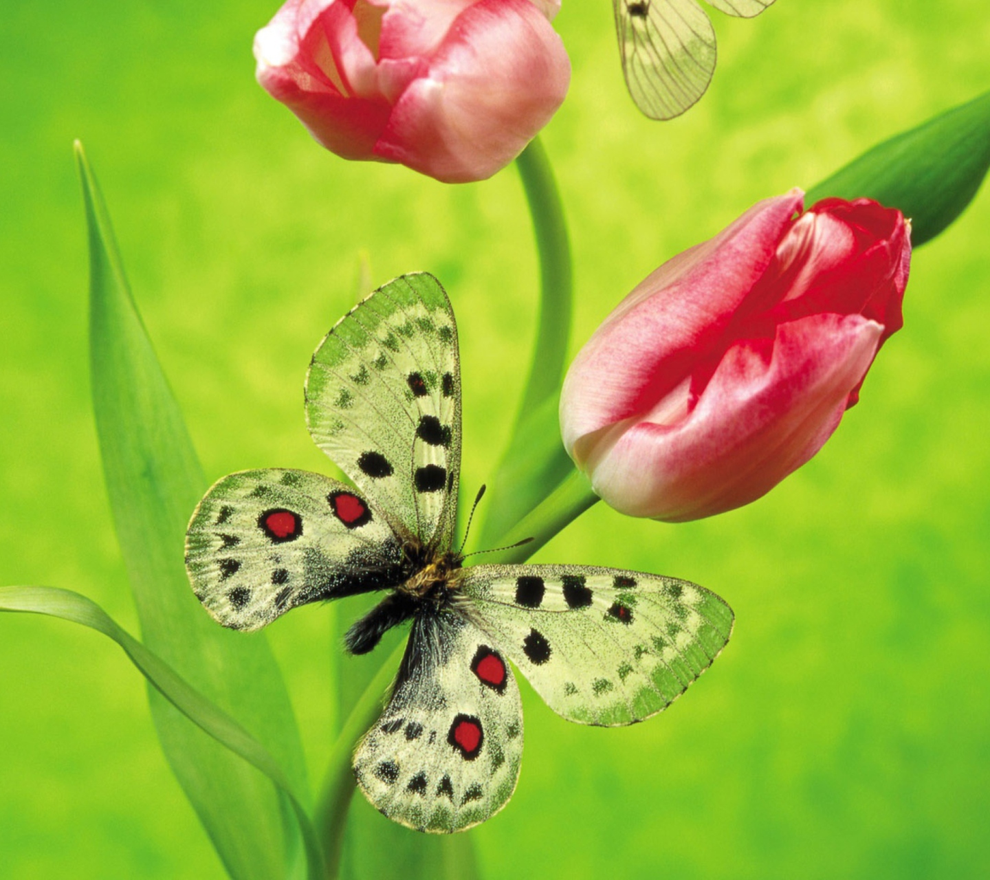 Обои Butterfly On Red Tulip 1440x1280