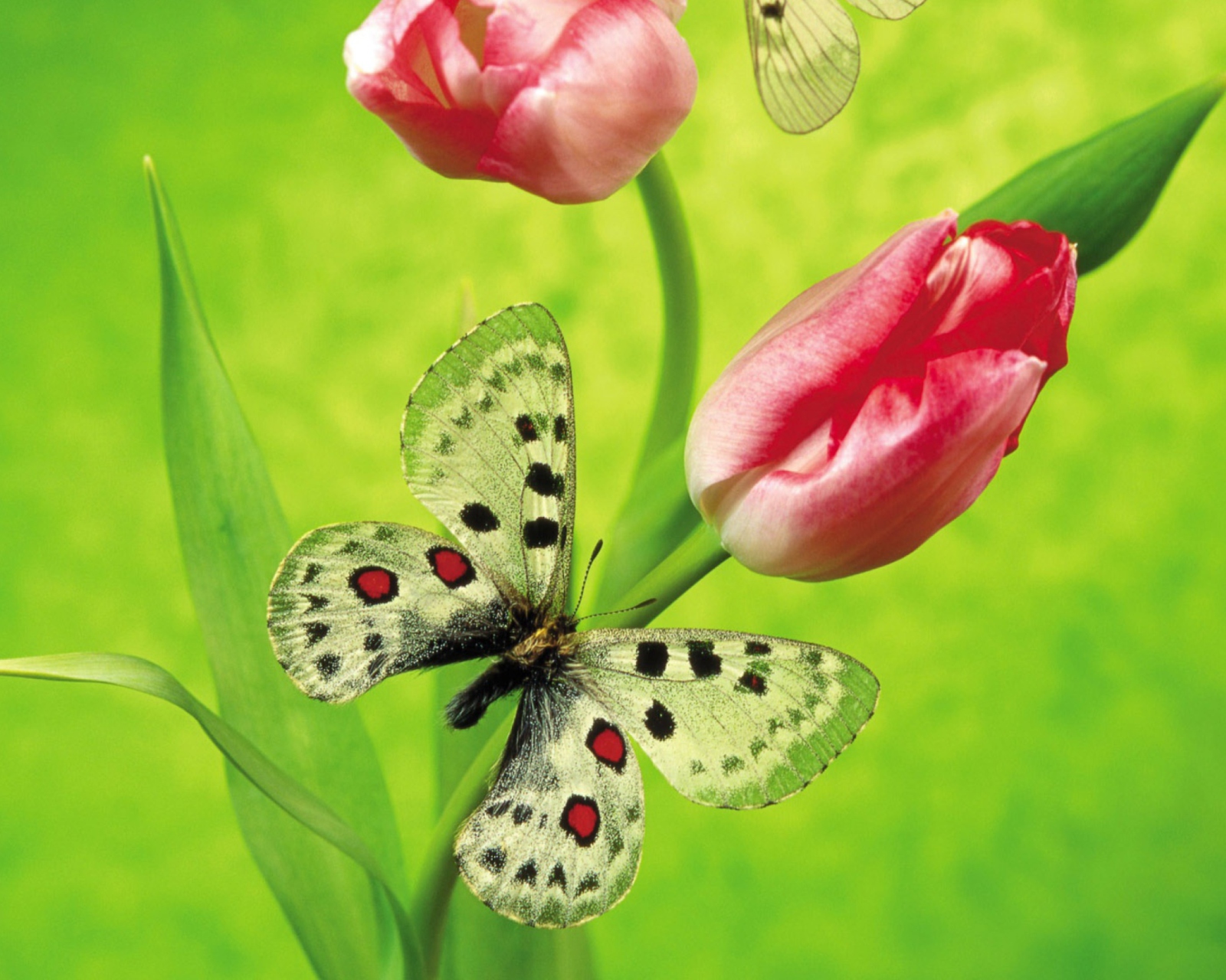Обои Butterfly On Red Tulip 1600x1280