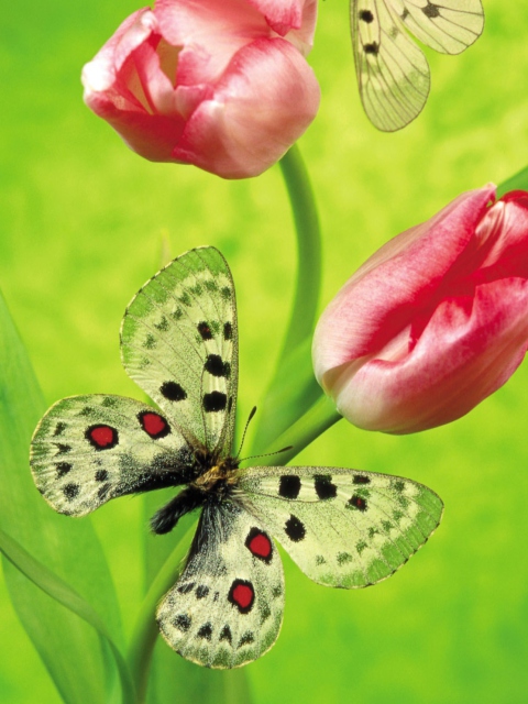 Butterfly On Red Tulip screenshot #1 480x640