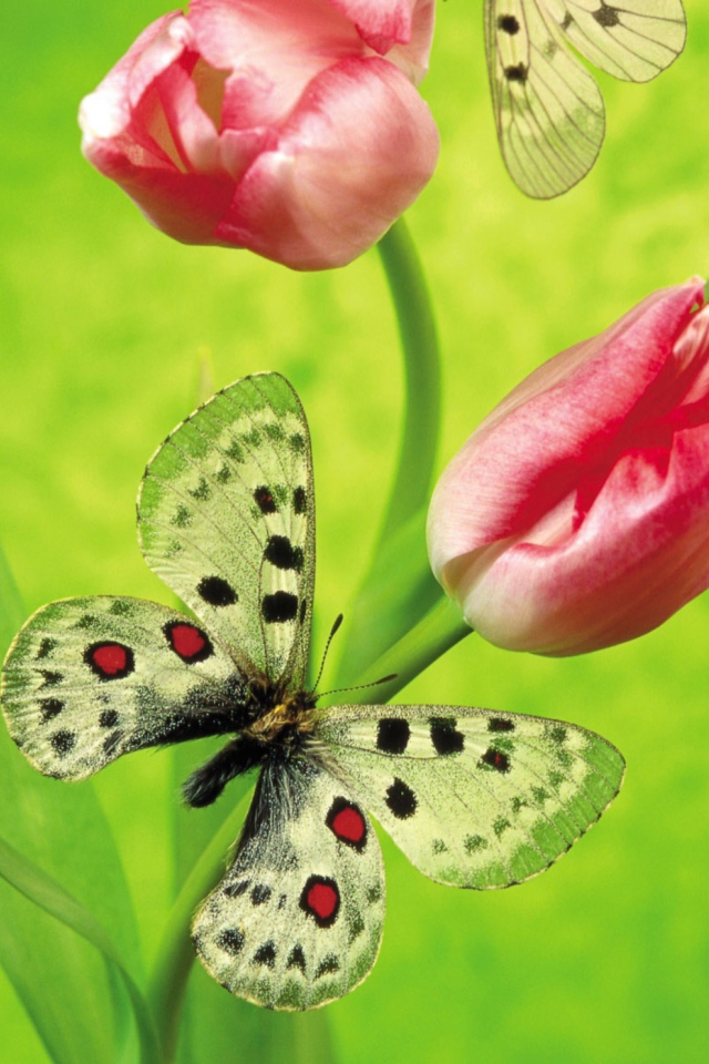 Butterfly On Red Tulip wallpaper 640x960