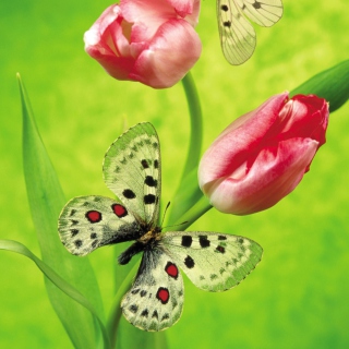 Butterfly On Red Tulip papel de parede para celular para 2048x2048