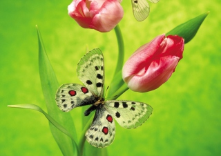 Butterfly On Red Tulip Picture for Android, iPhone and iPad