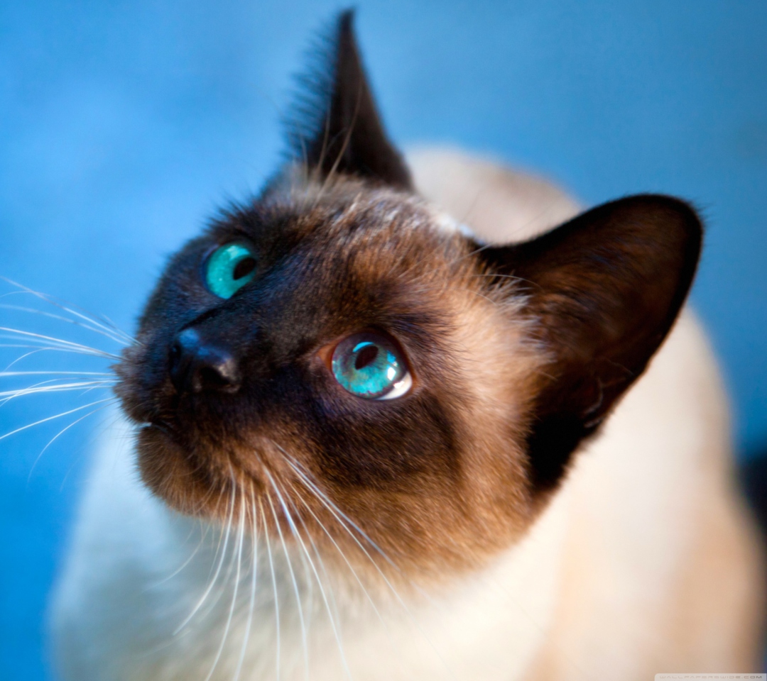 Das Cat With Blue Eyes Wallpaper 1080x960