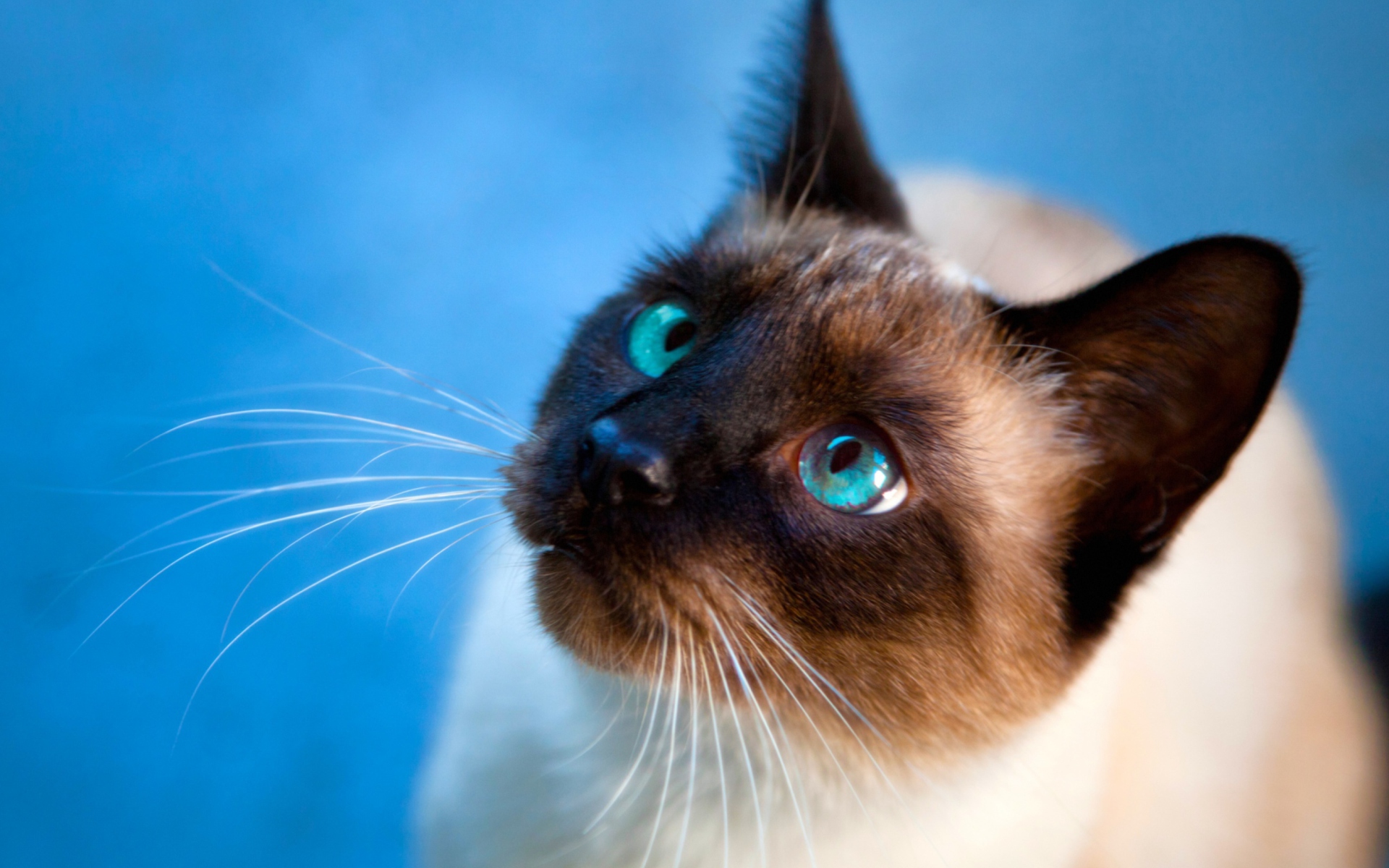 Fondo de pantalla Cat With Blue Eyes 1920x1200