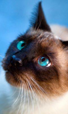 Fondo de pantalla Cat With Blue Eyes 240x400