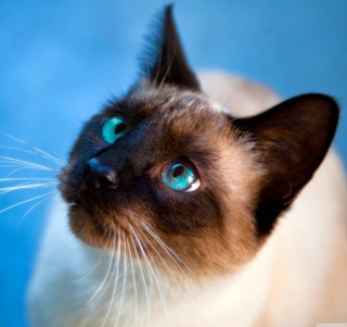 Kostenloses Cat With Blue Eyes Wallpaper für iPad 3