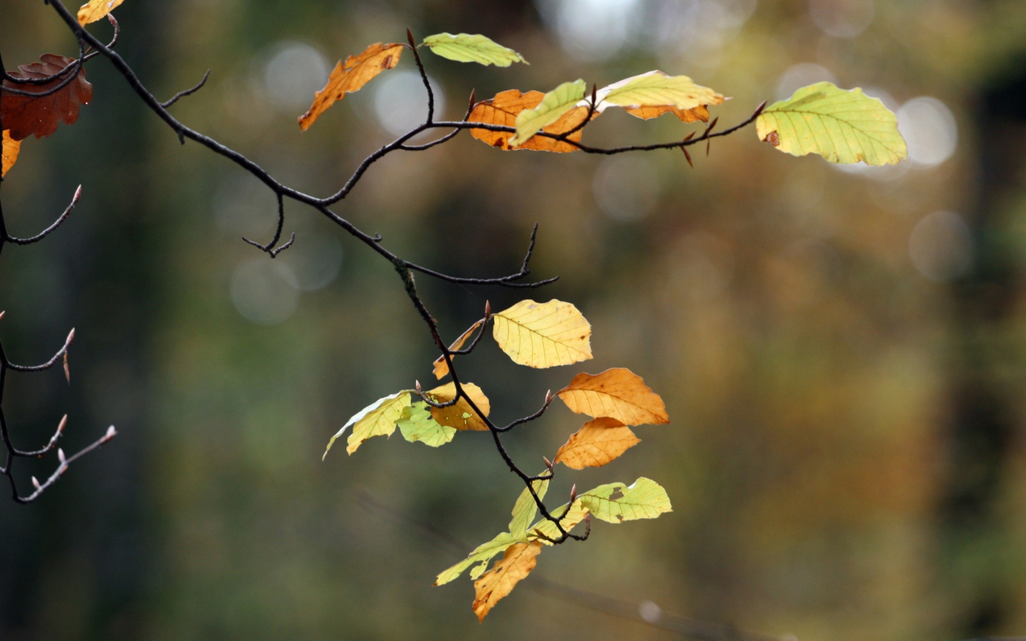 Screenshot №1 pro téma Autumn Twig 1440x900