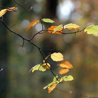 Kostenloses Autumn Twig Wallpaper für 208x208