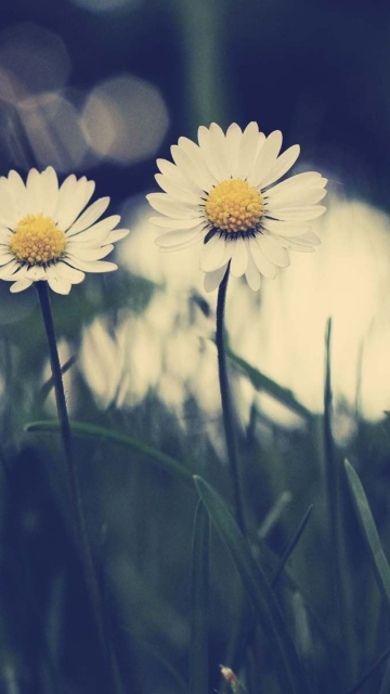 Screenshot №1 pro téma White Daisies 360x640