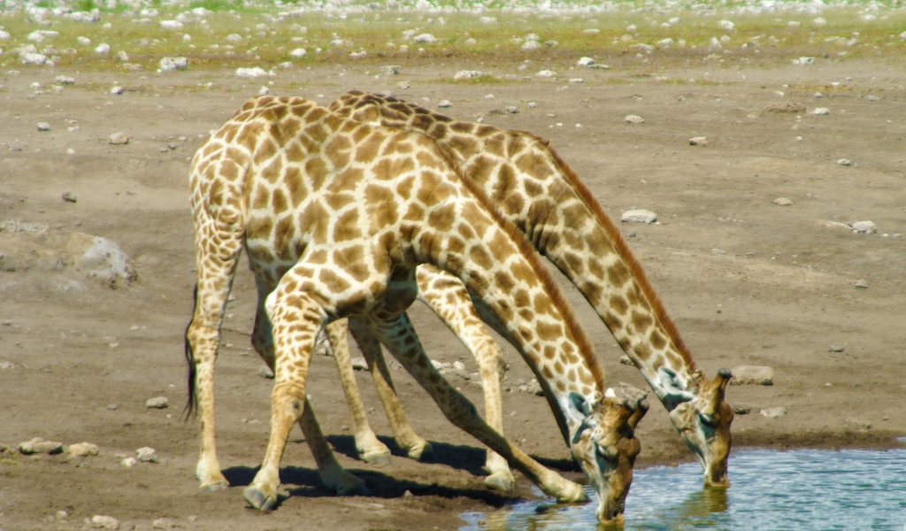 Sfondi Giraffes Drinking Water 1024x600