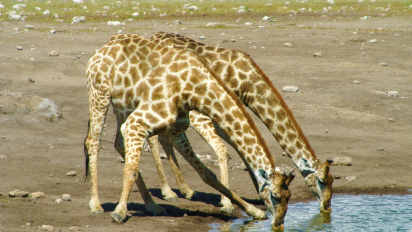 Fondo de pantalla Giraffes Drinking Water 1366x768
