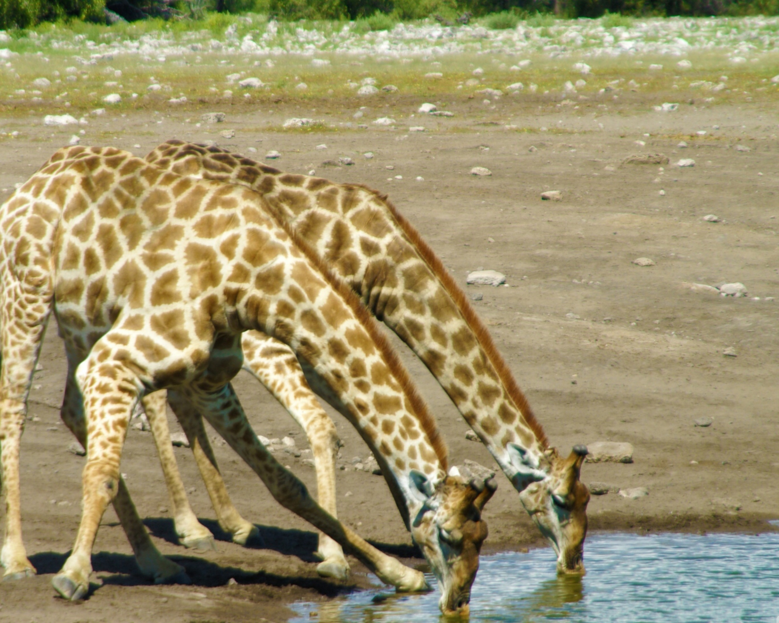 Das Giraffes Drinking Water Wallpaper 1600x1280