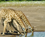 Das Giraffes Drinking Water Wallpaper 176x144