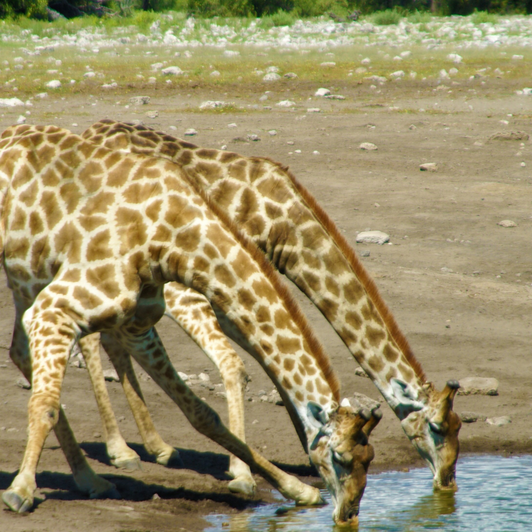 Das Giraffes Drinking Water Wallpaper 2048x2048