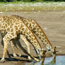 Screenshot №1 pro téma Giraffes Drinking Water 208x208
