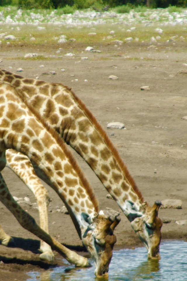 Sfondi Giraffes Drinking Water 640x960