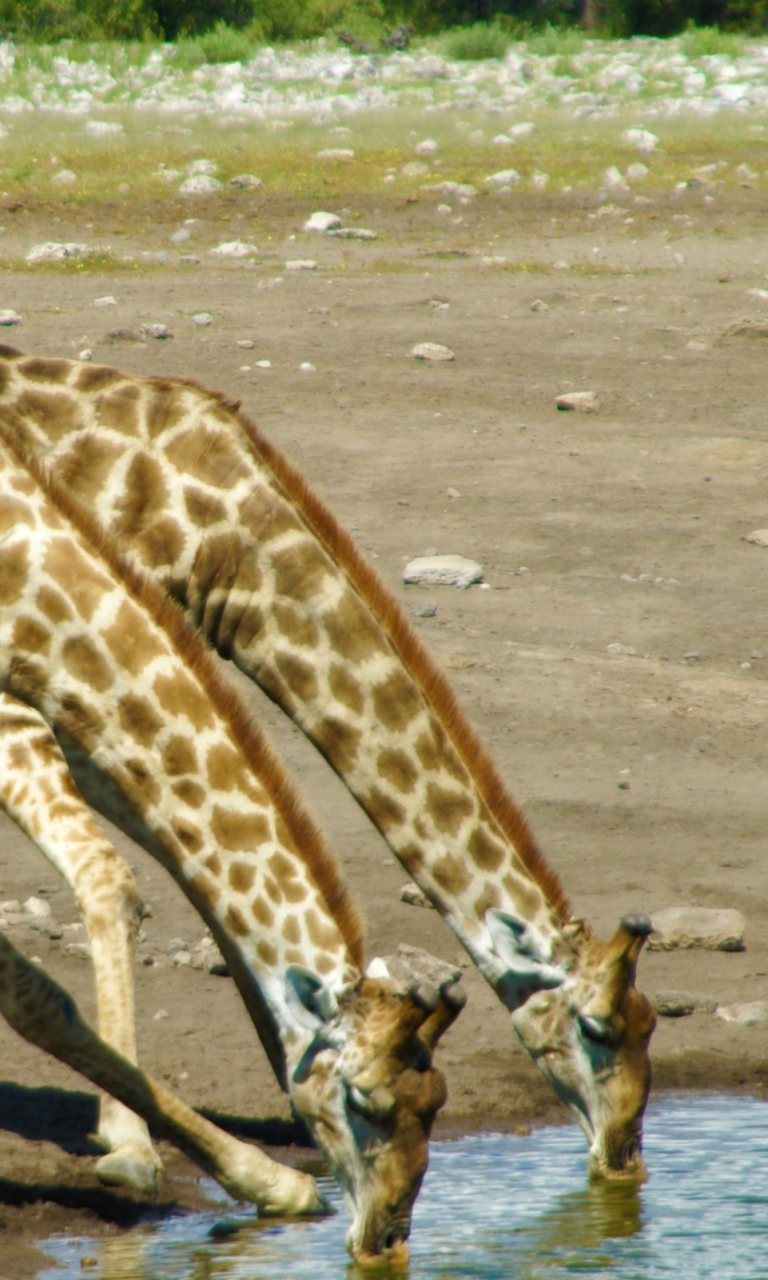 Обои Giraffes Drinking Water 768x1280