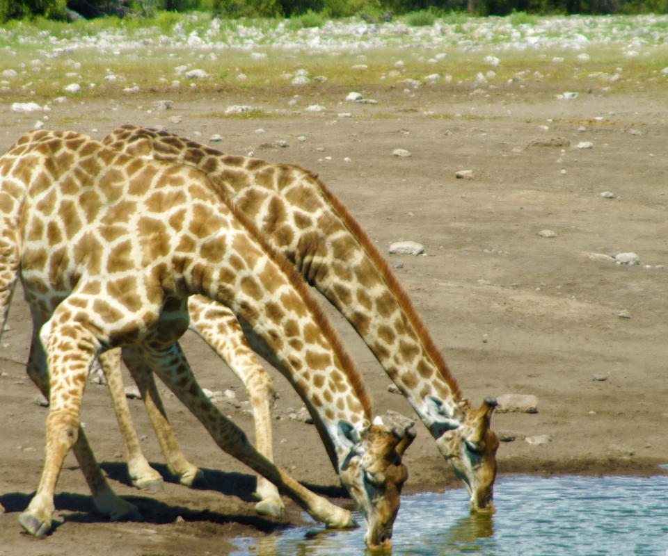 Обои Giraffes Drinking Water 960x800
