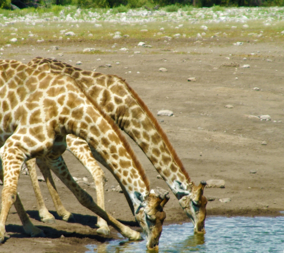 Das Giraffes Drinking Water Wallpaper 960x854