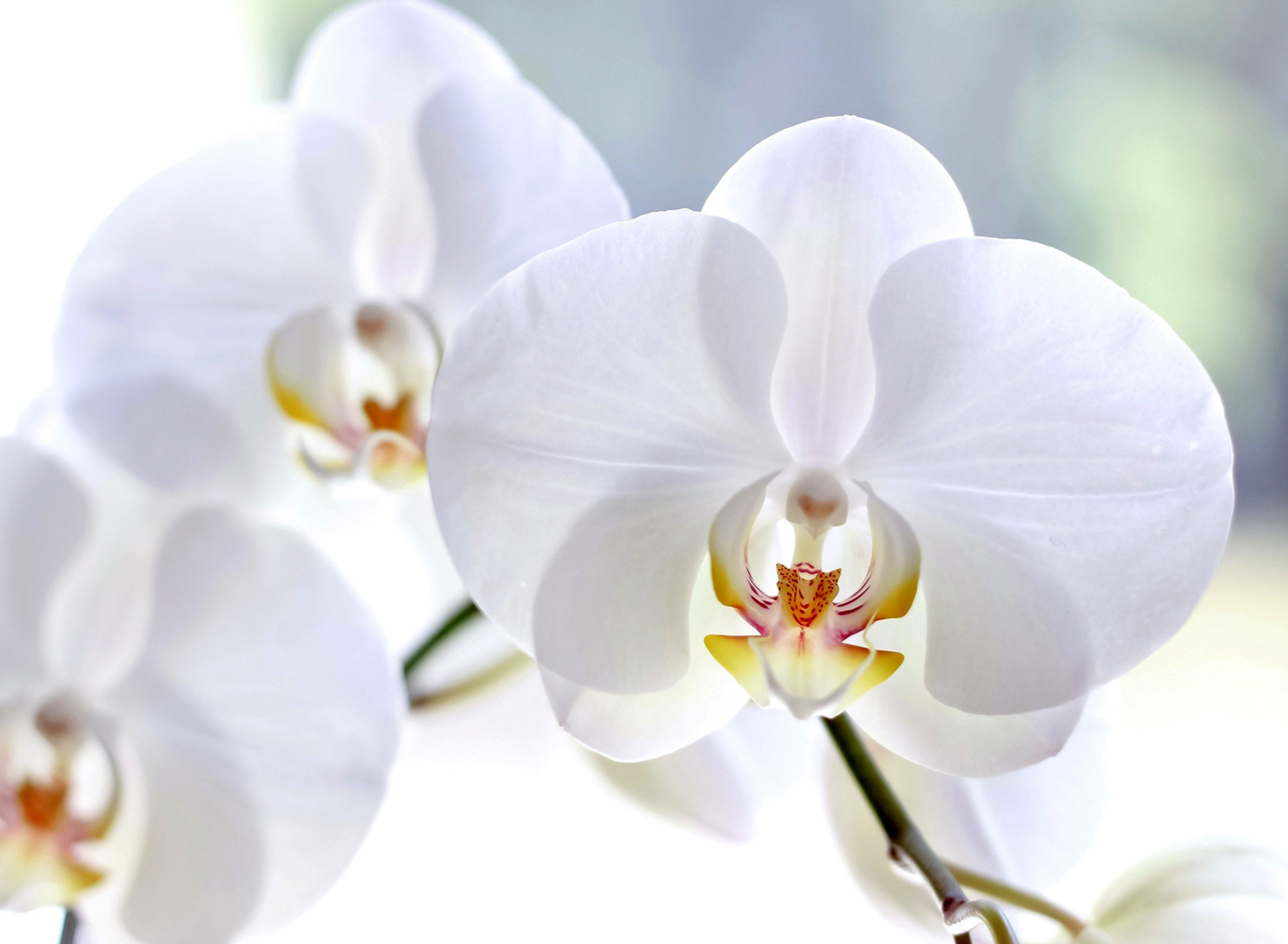Sfondi White Orchid 1920x1408