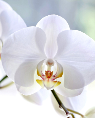 Kostenloses White Orchid Wallpaper für 750x1334