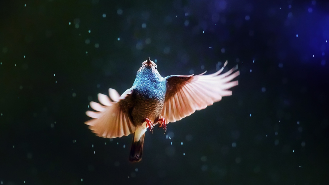 Das Bird Flying Under Rain Wallpaper 1366x768