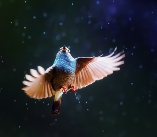 Bird Flying Under Rain - Obrázkek zdarma pro 208x208