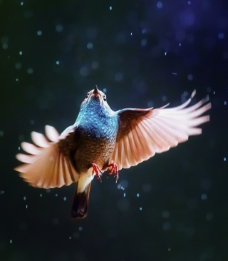 Kostenloses Bird Flying Under Rain Wallpaper für Nokia Asha 300