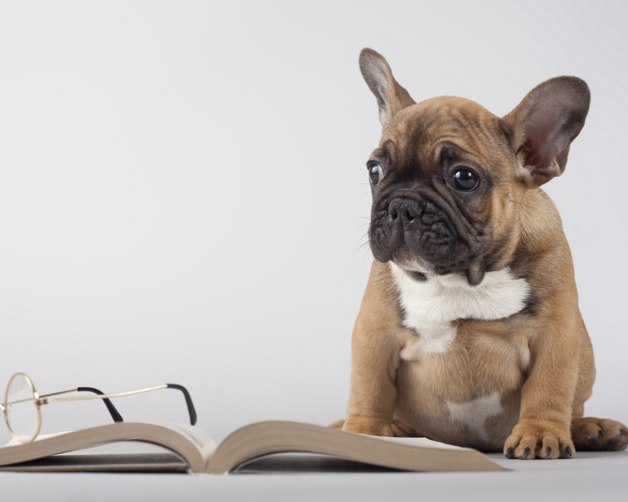 Fondo de pantalla Pug Puppy with Book 1280x1024