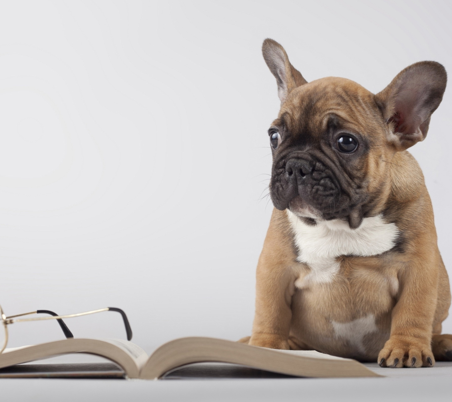Fondo de pantalla Pug Puppy with Book 1440x1280