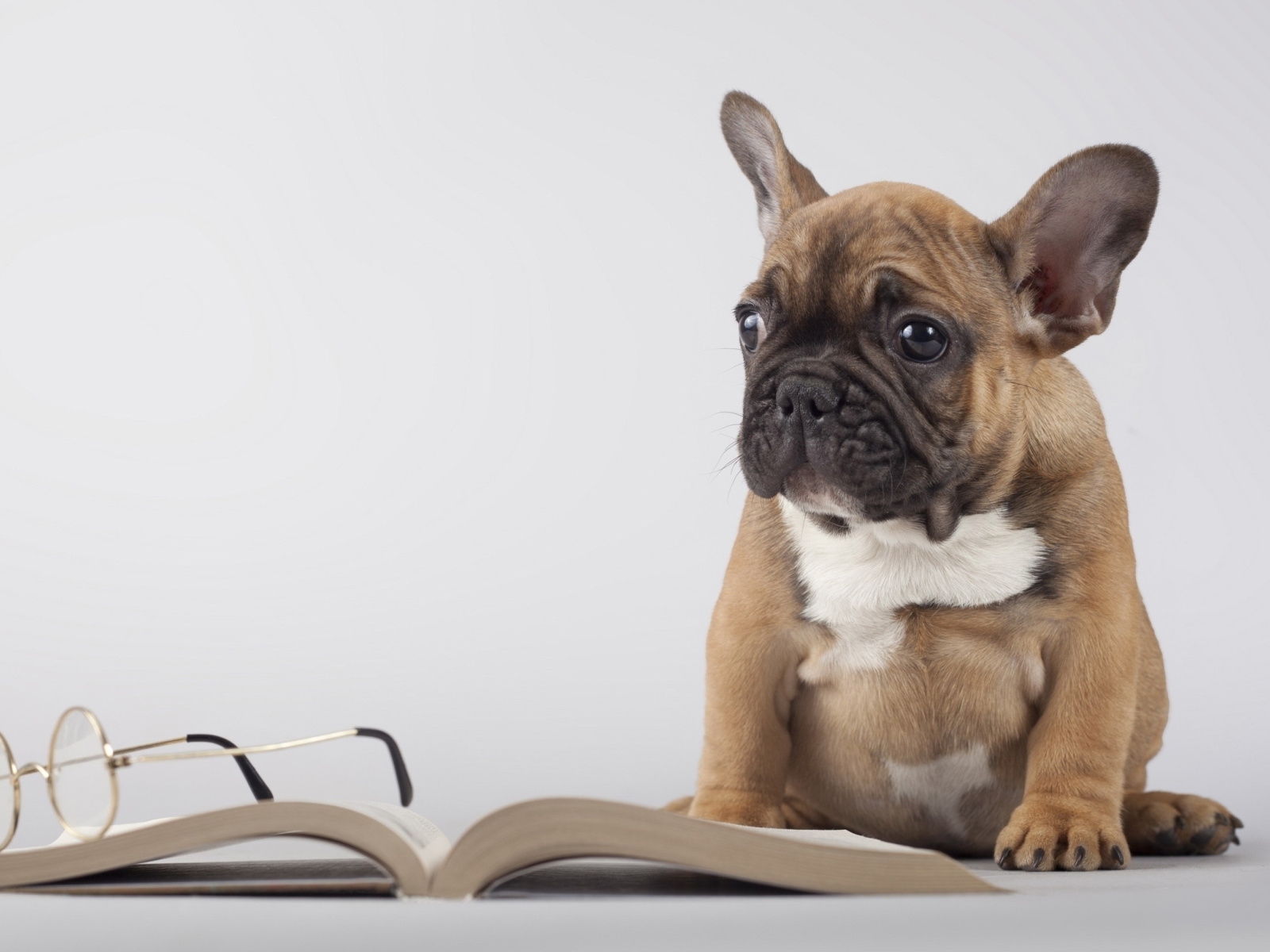 Pug Puppy with Book wallpaper 1600x1200