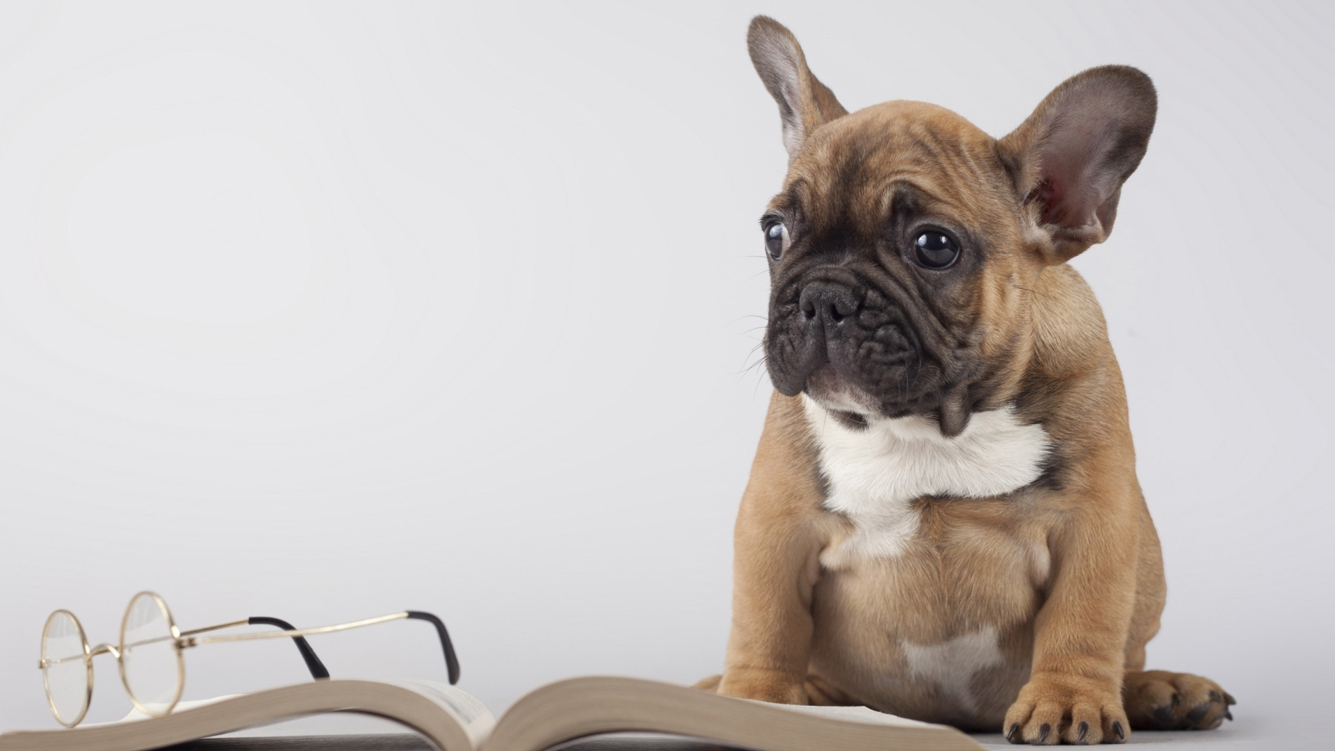Das Pug Puppy with Book Wallpaper 1920x1080