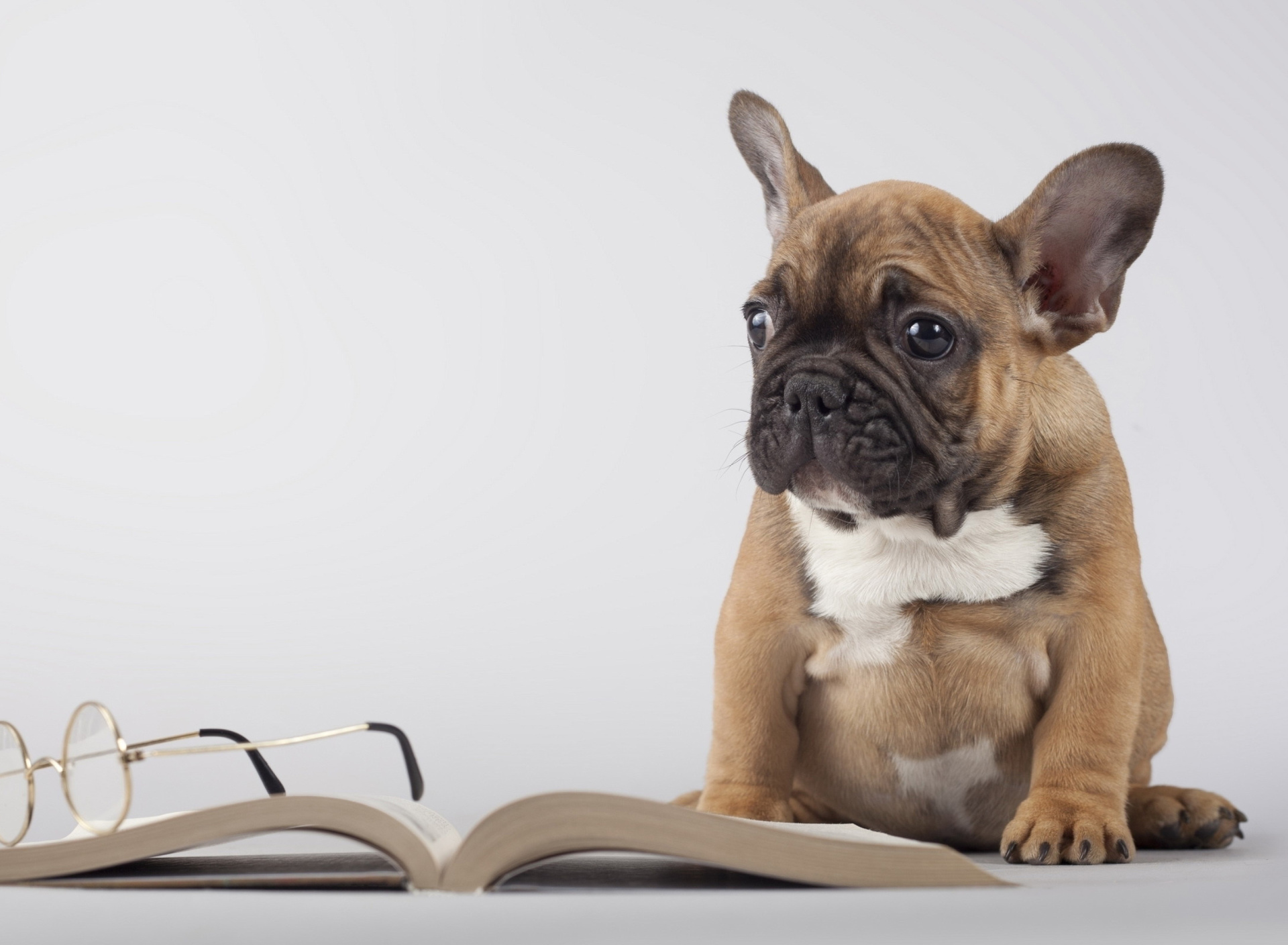 Pug Puppy with Book wallpaper 1920x1408