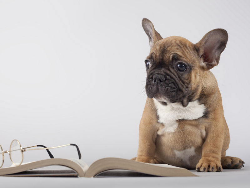 Fondo de pantalla Pug Puppy with Book 800x600
