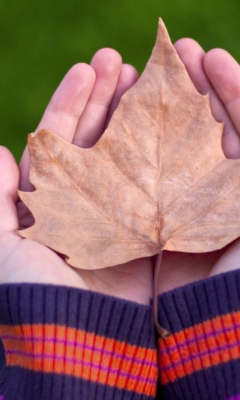 Обои Leaf In Hands 240x400