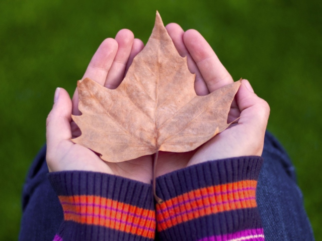 Leaf In Hands screenshot #1 640x480