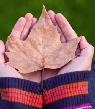 Leaf In Hands - Obrázkek zdarma pro iPhone 5S