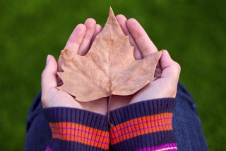 Leaf In Hands - Obrázkek zdarma pro Fullscreen Desktop 1400x1050