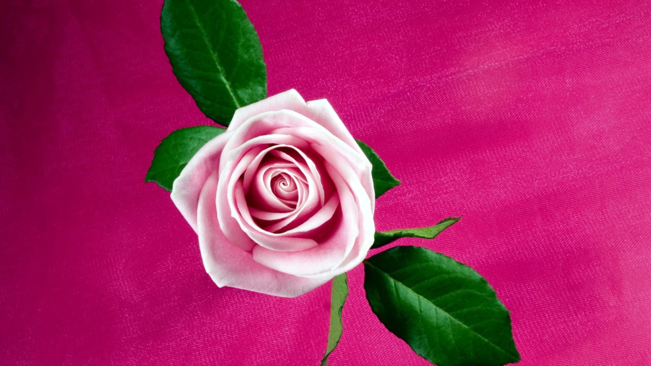 Fondo de pantalla Pink Rose 1280x720