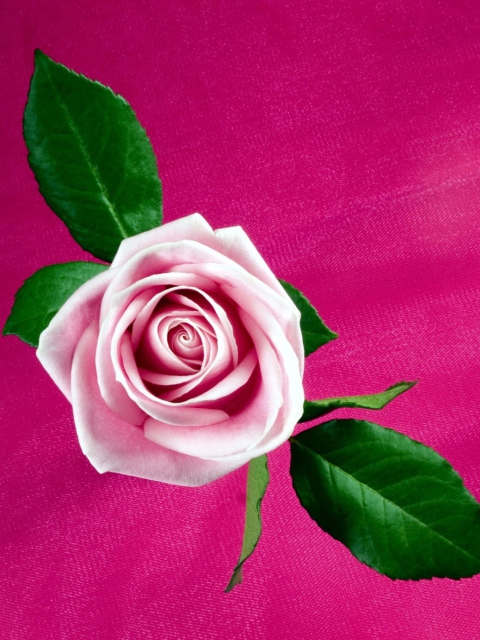 Fondo de pantalla Pink Rose 480x640