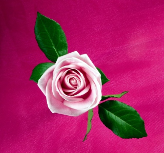 Kostenloses Pink Rose Wallpaper für iPad mini