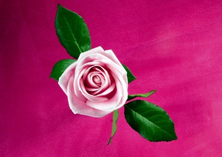 Pink Rose - Obrázkek zdarma pro Nokia Asha 210