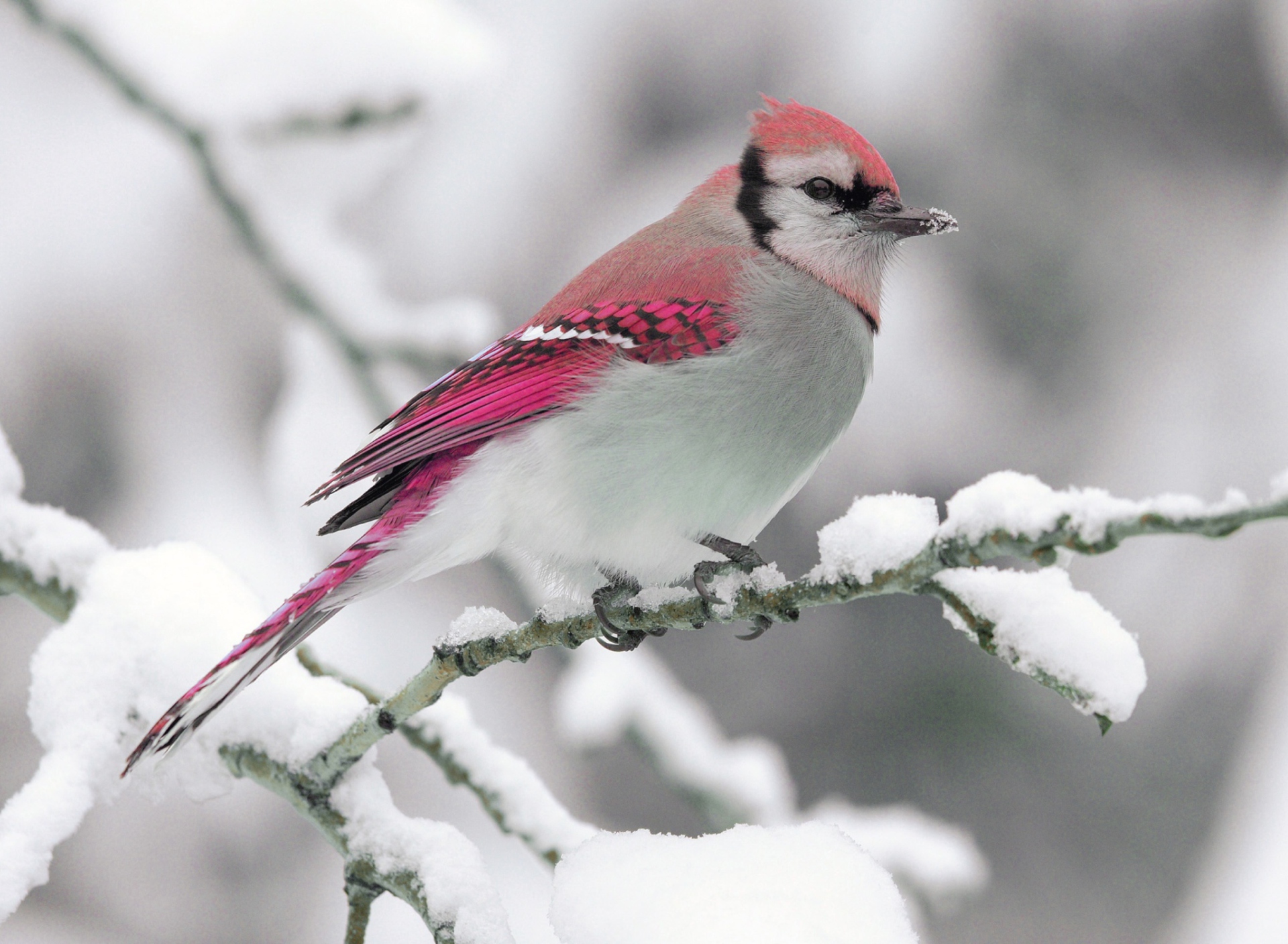 Sfondi Snow Bird 1920x1408