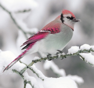 Snow Bird - Obrázkek zdarma pro 128x128